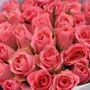 35 коралловых роз Эйс пинк